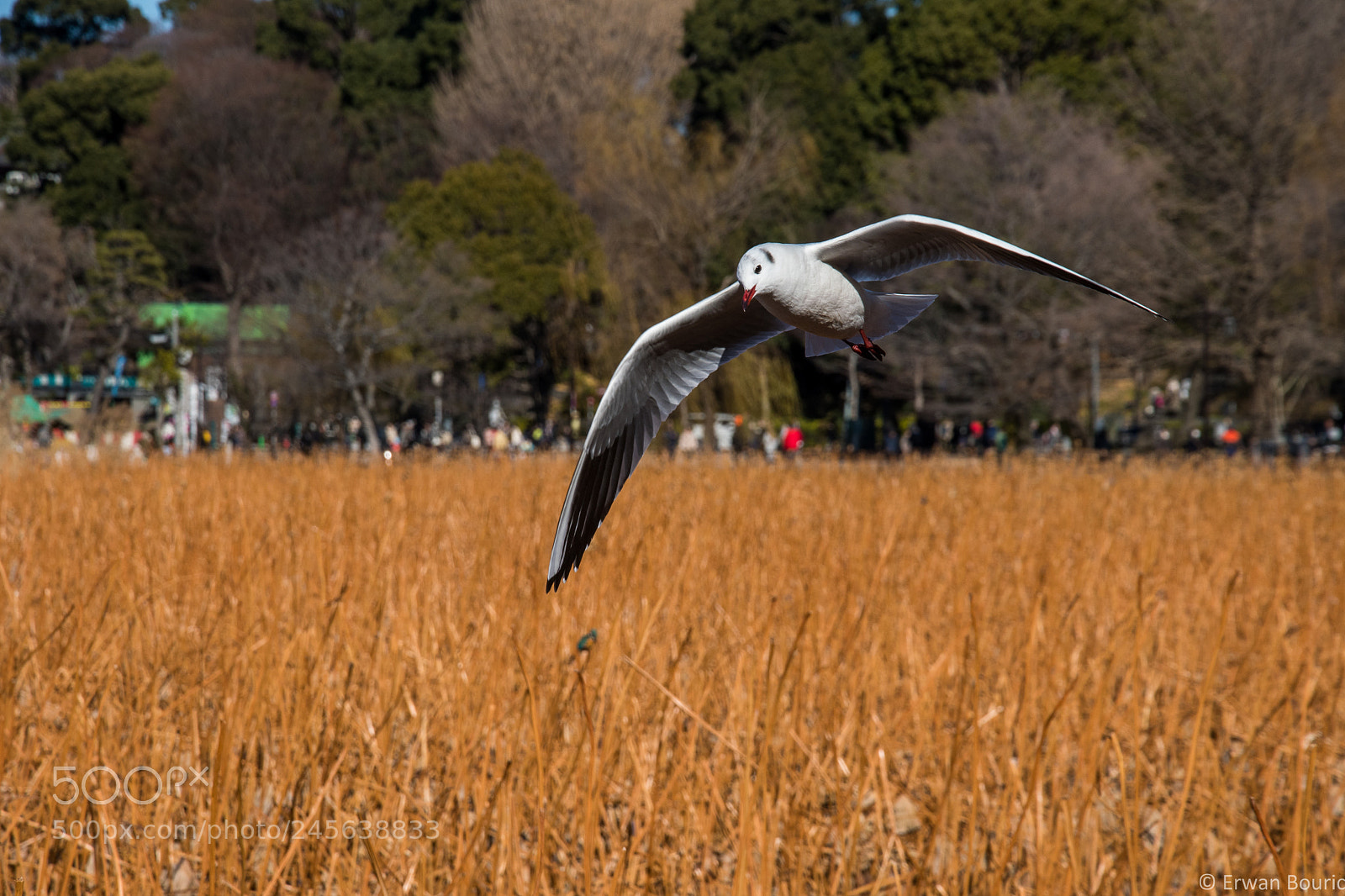 Nikon D500 sample photo. Flying seagull ii photography
