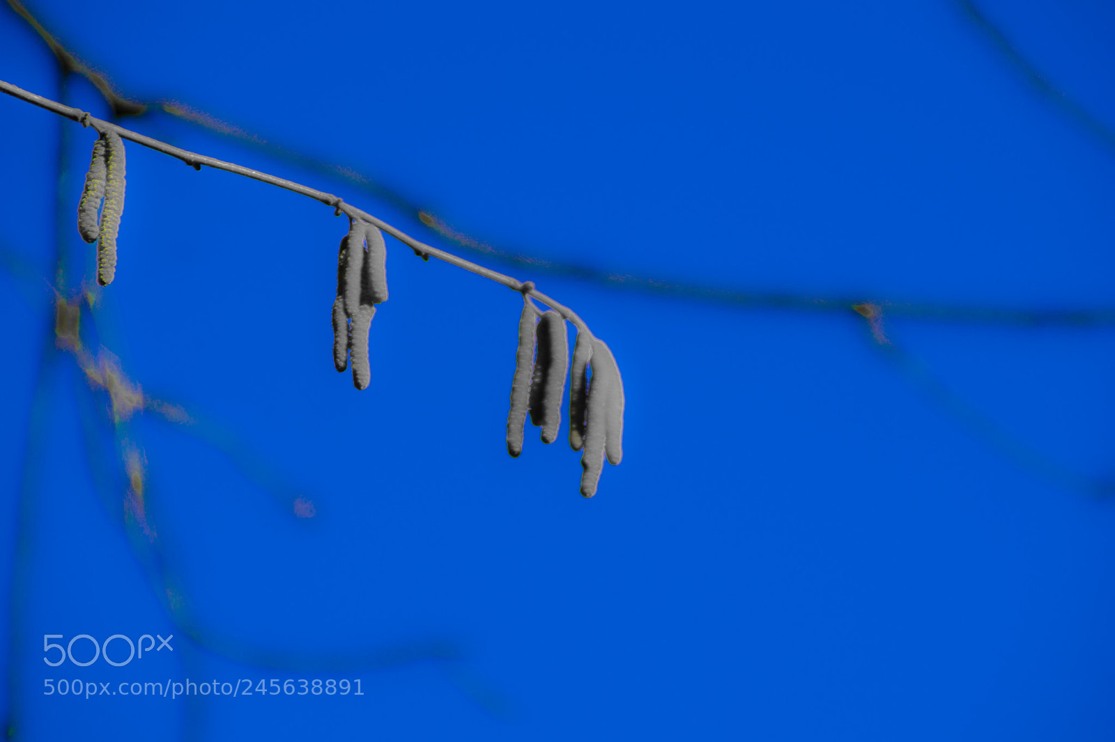 Sony a5100 sample photo. Walking on castione pt5 photography