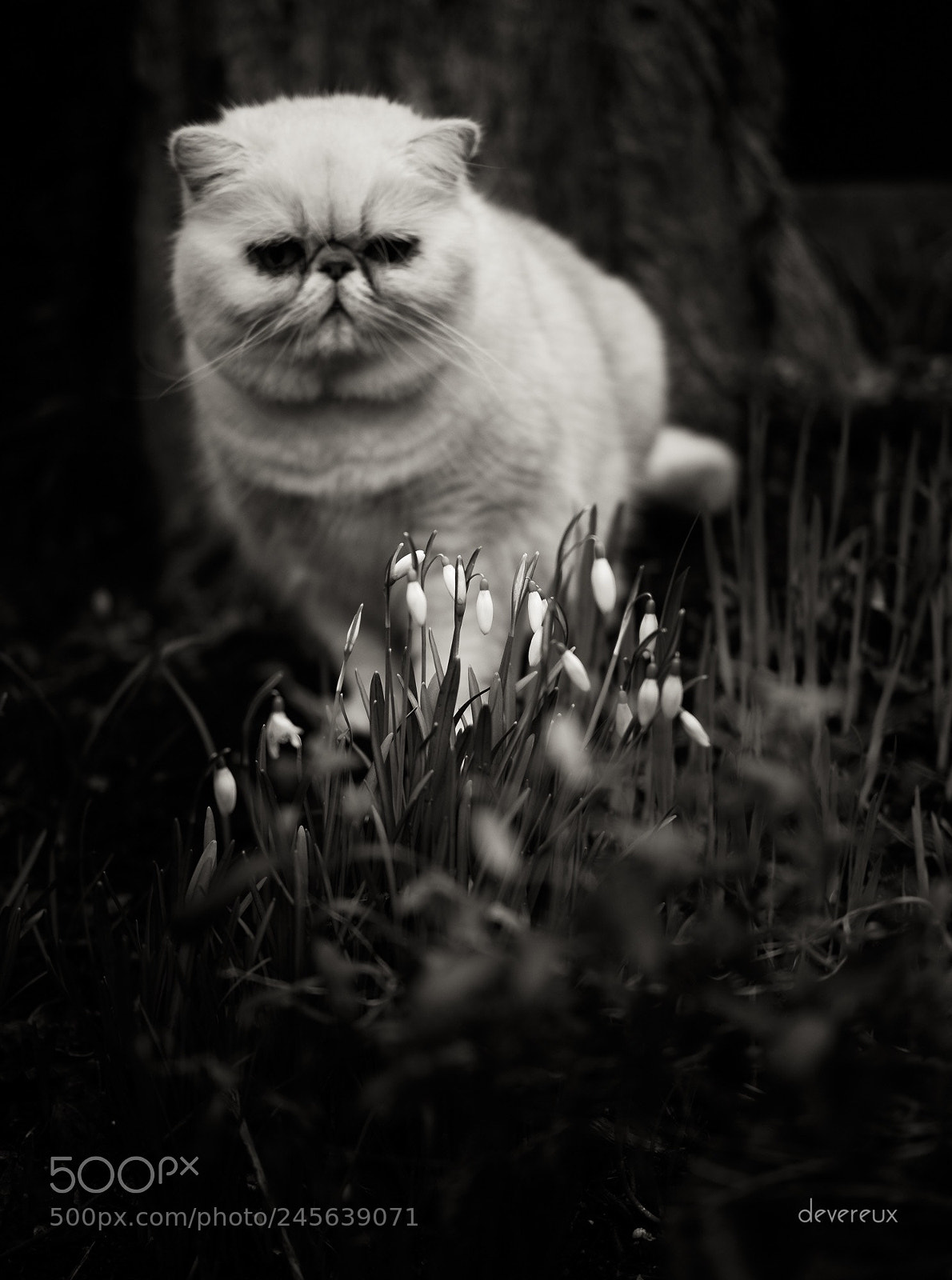 Fujifilm X-T1 sample photo. Discovering spring photography