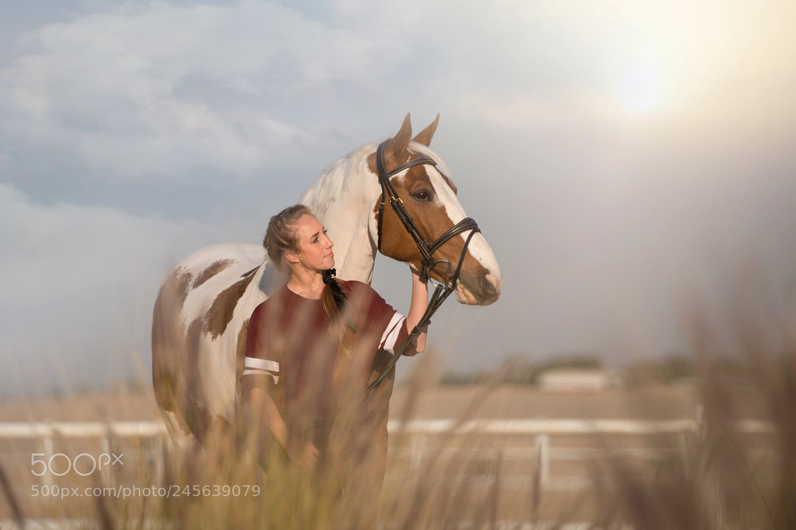 Nikon D800 sample photo. Horses make our world photography
