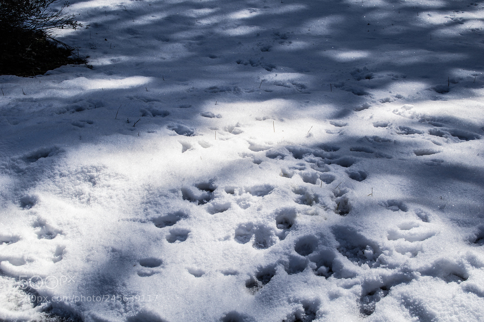 Sony a5100 sample photo. Walking on castione pt5 photography