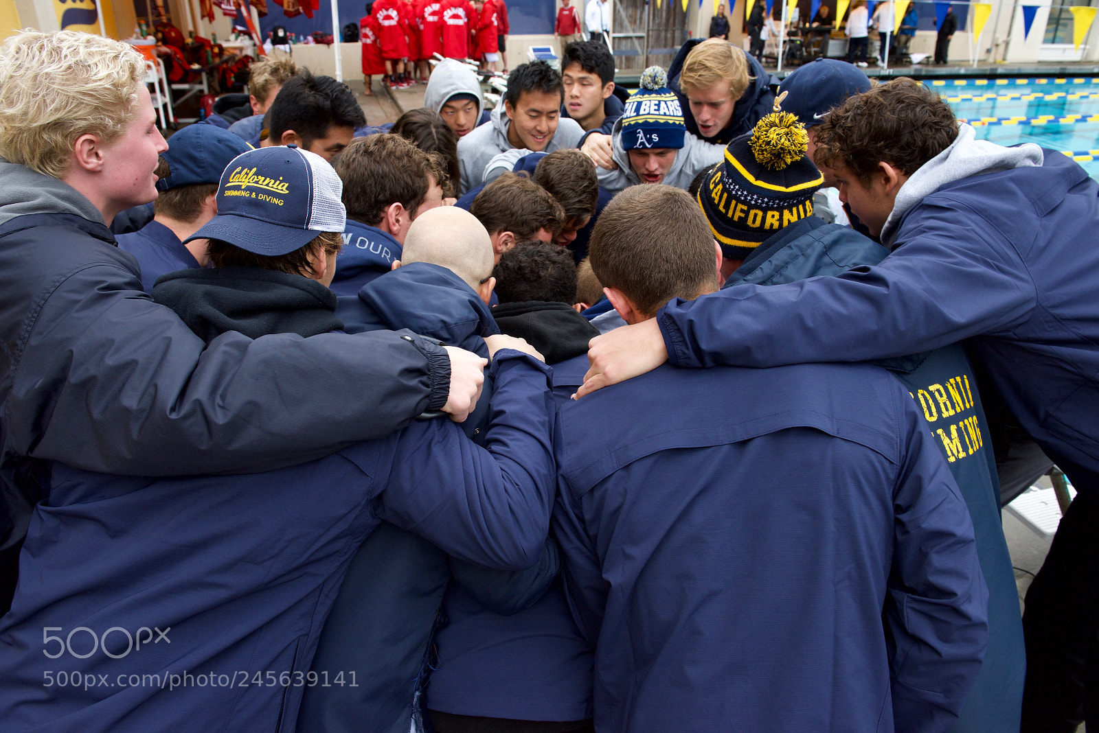 Nikon D810 sample photo. Golden bear hug photography