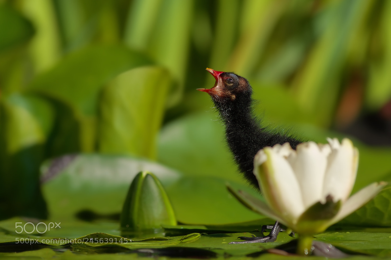 Pentax K-1 sample photo. Gallinula chloropus... photography