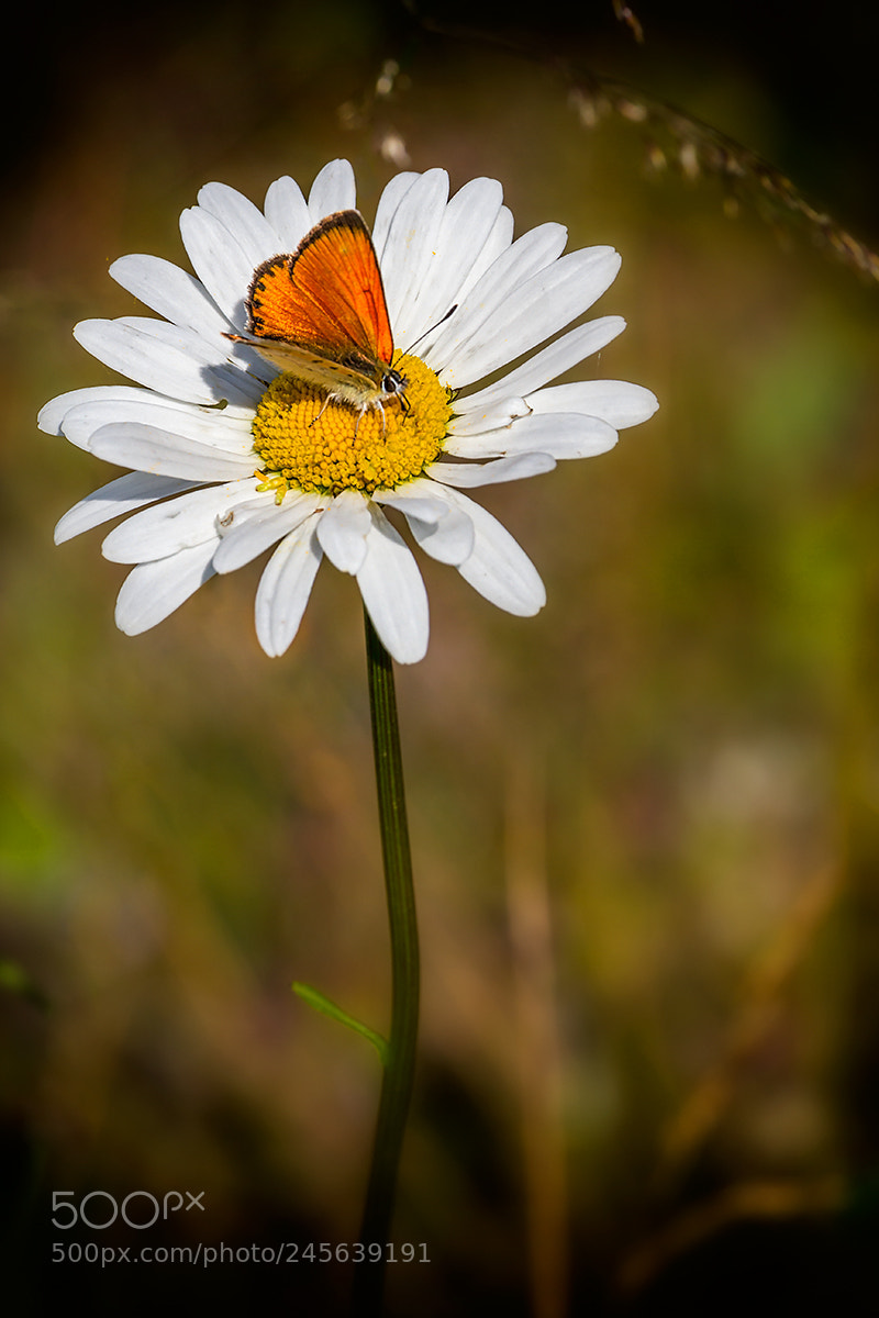 Canon EOS 60D sample photo. Chamomile and lycaena photography