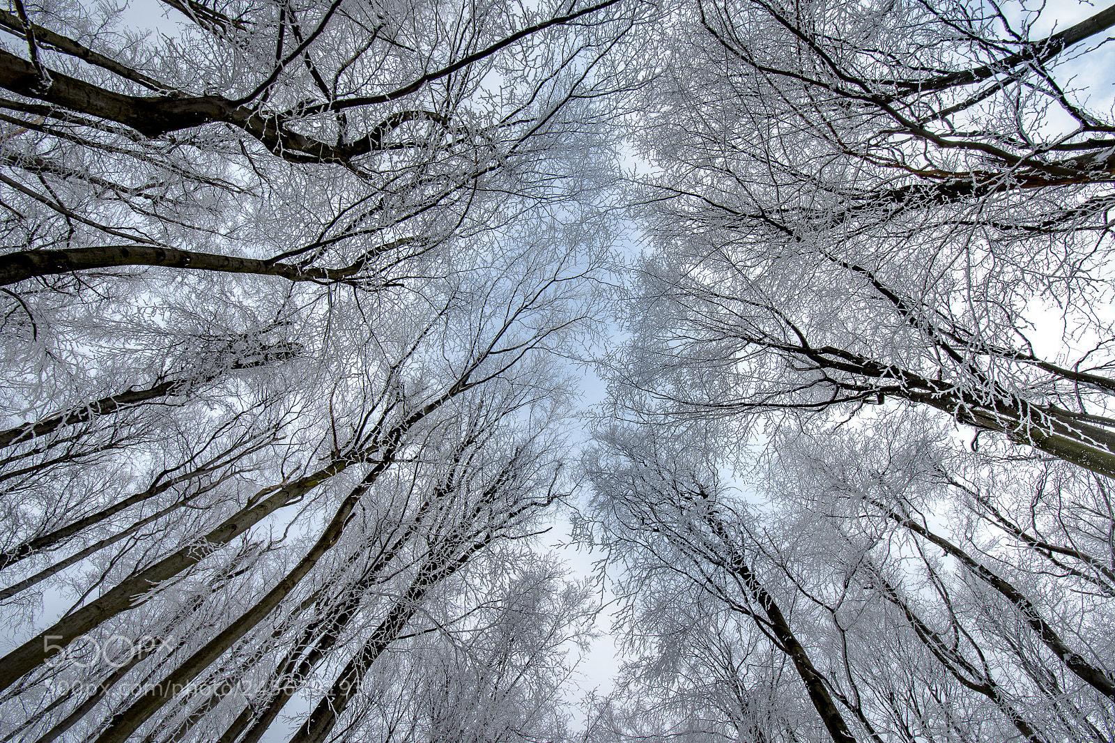 Nikon D7200 sample photo. Winter photography