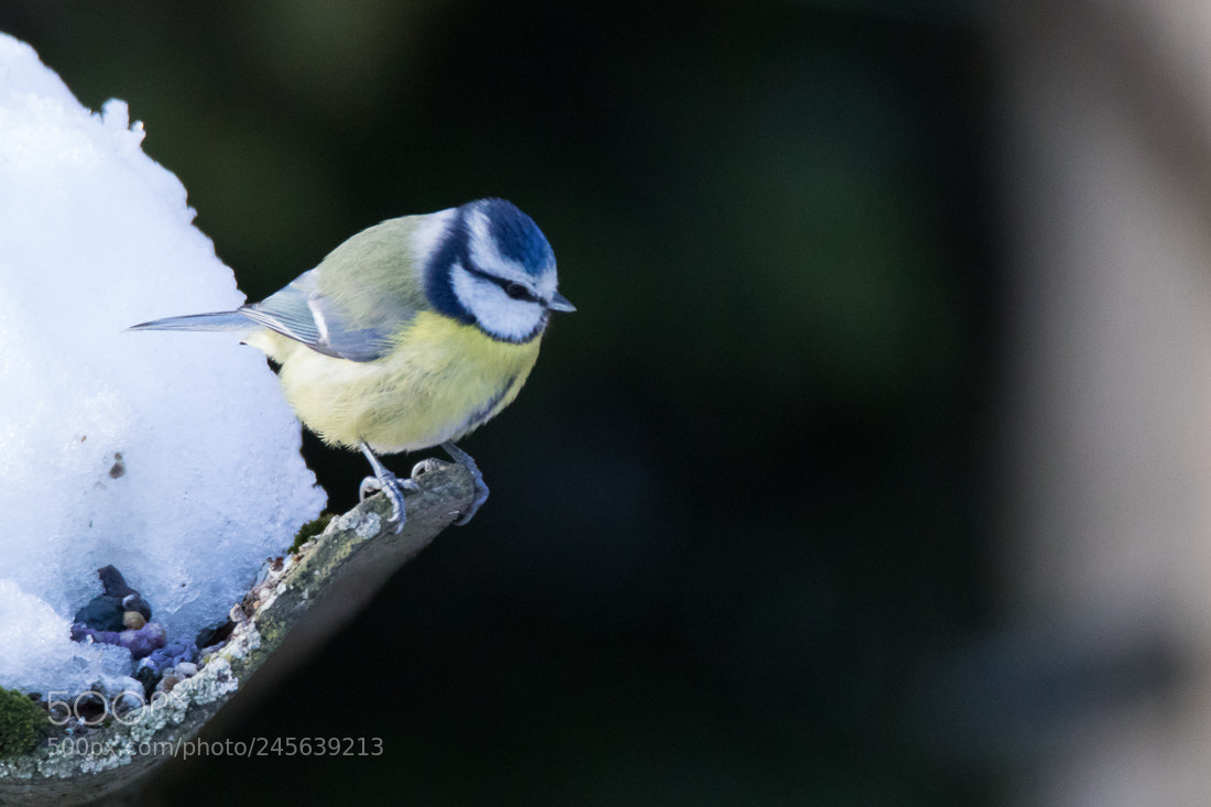 Canon EOS 7D Mark II sample photo. Bule tit photography