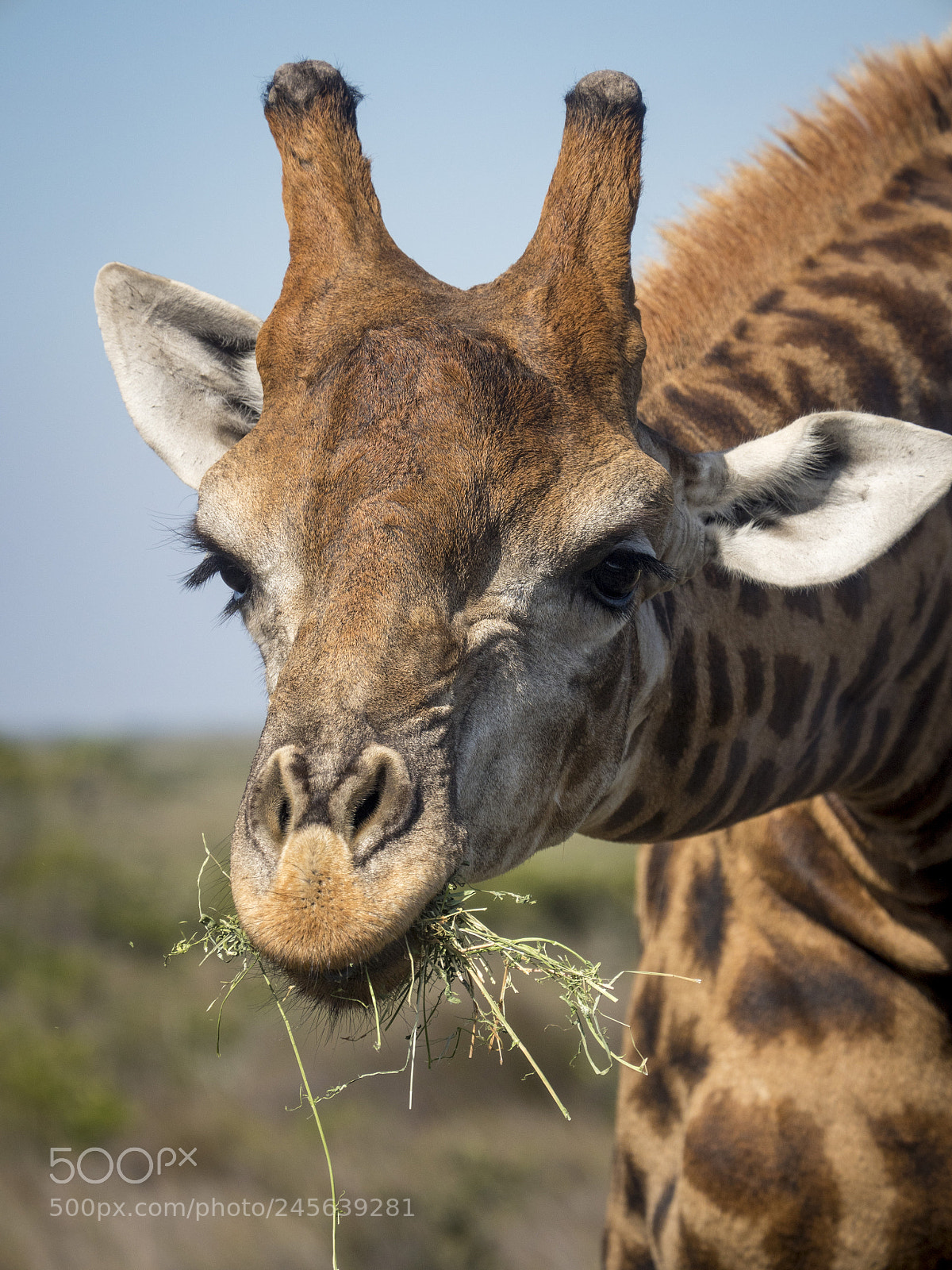 Panasonic Lumix DMC-GH4 sample photo. Giraffe grazing in south photography