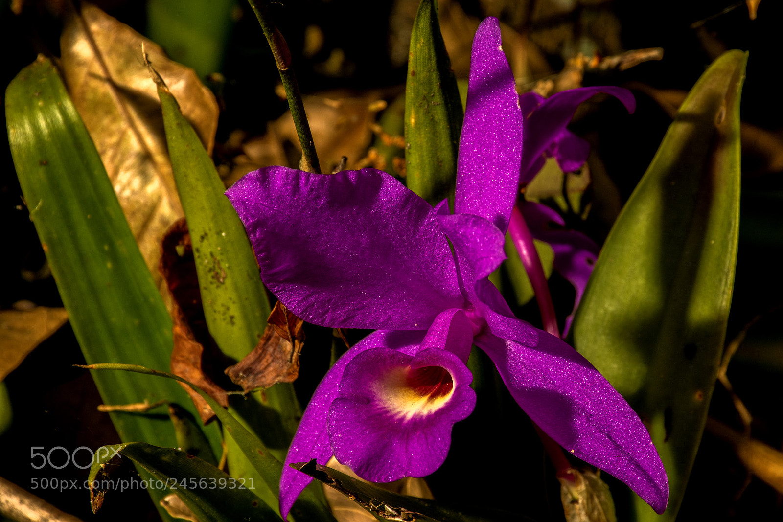 Nikon D3400 sample photo. Guaria morada photography
