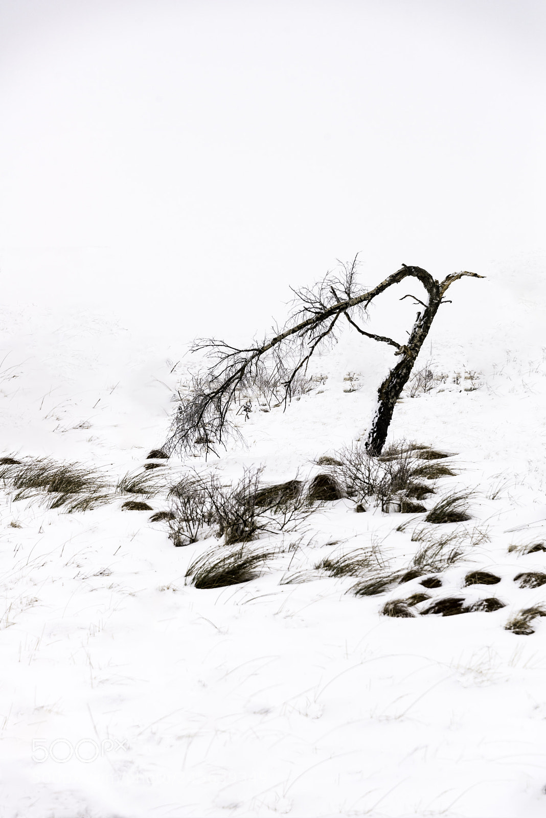 Nikon D610 sample photo. Vinctim of the wind photography