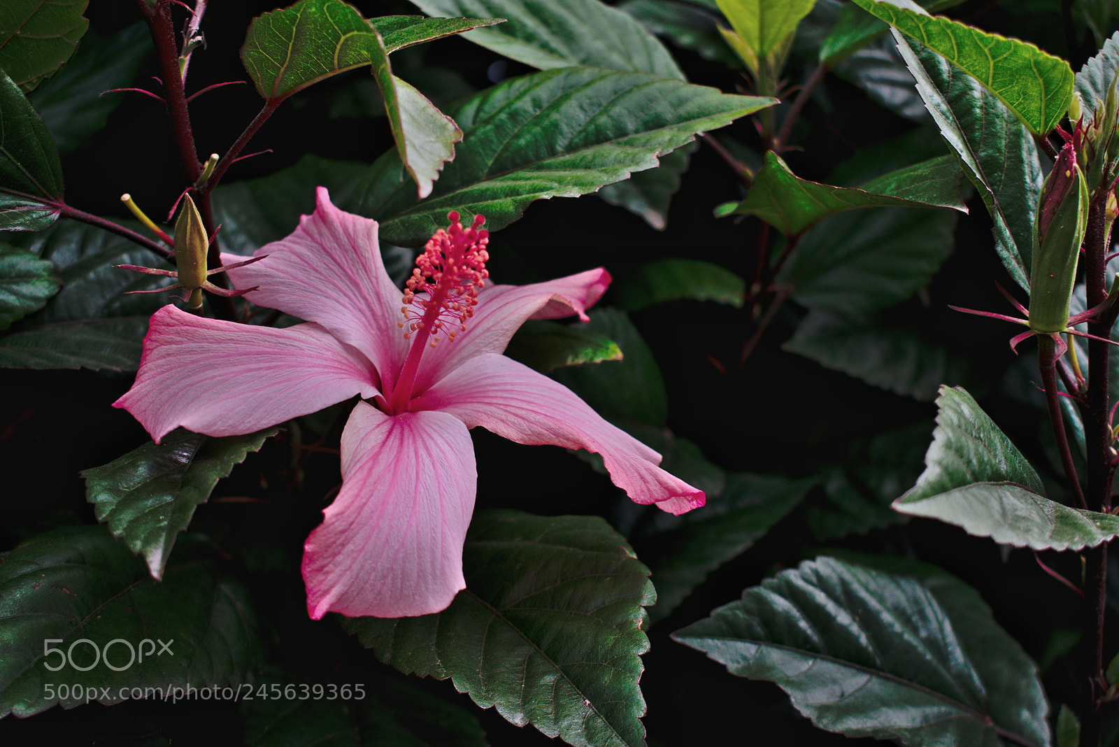 Nikon D3400 sample photo. ? photography