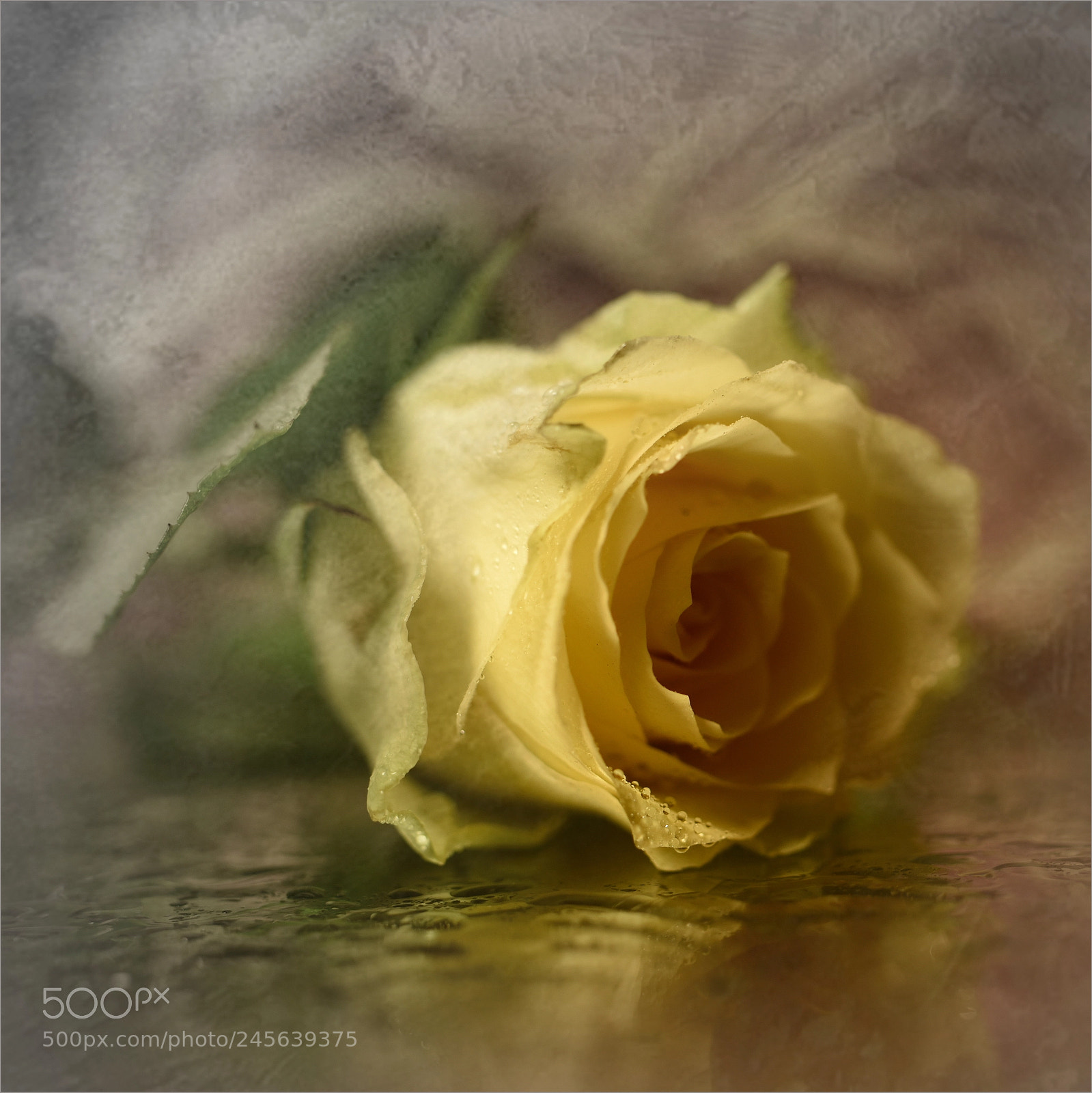 Nikon D810 sample photo. °rose.story° photography
