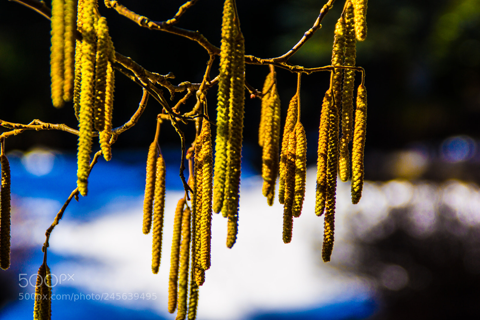 Sony a5100 sample photo. Walking on castione pt5 photography