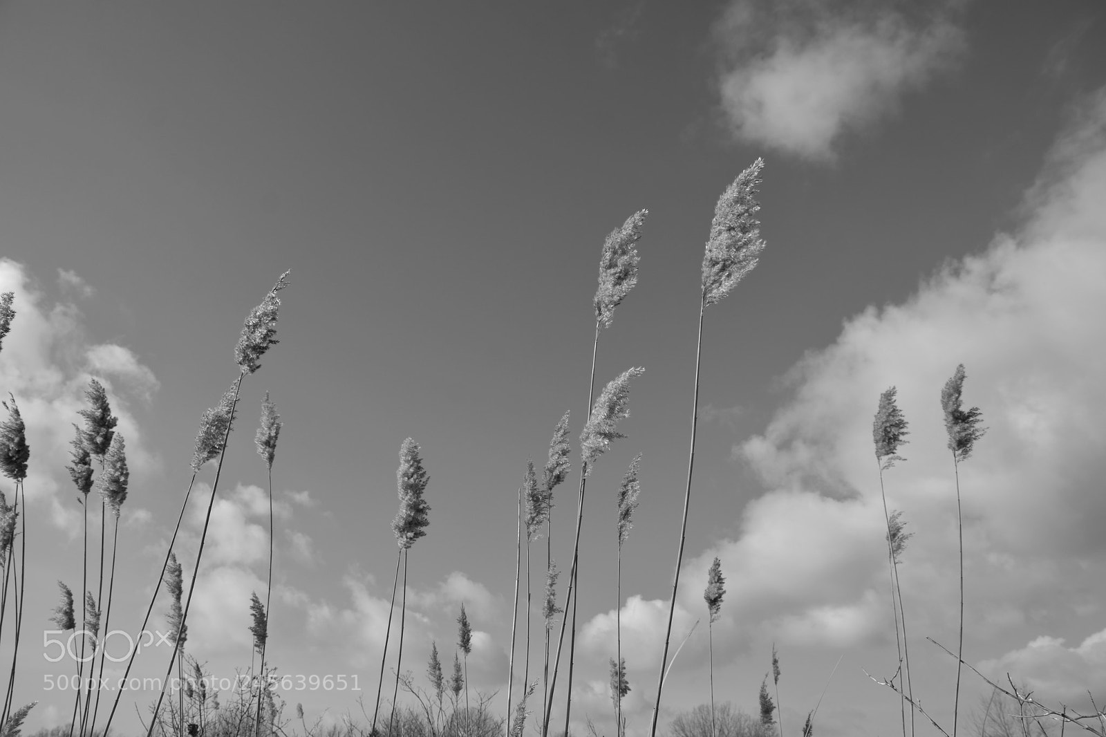 Nikon D7100 sample photo. Windy times photography