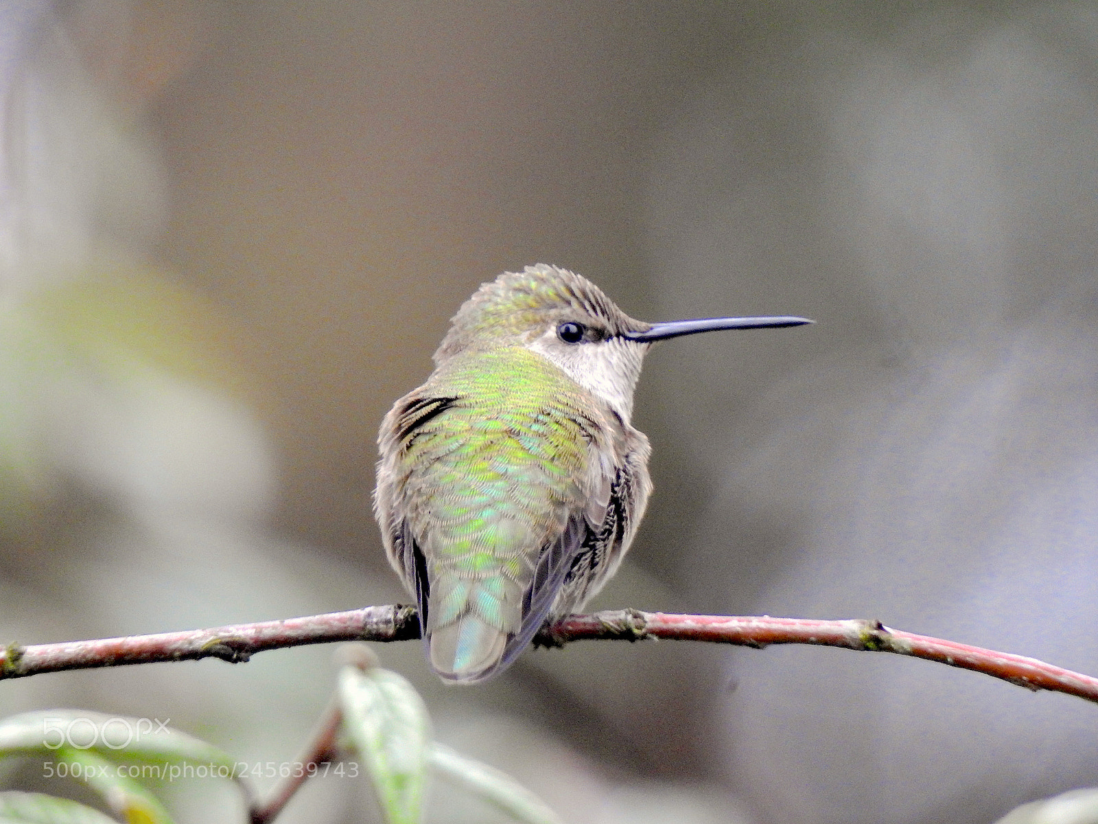 Nikon Coolpix P900 sample photo. Anna's hummingbird photography