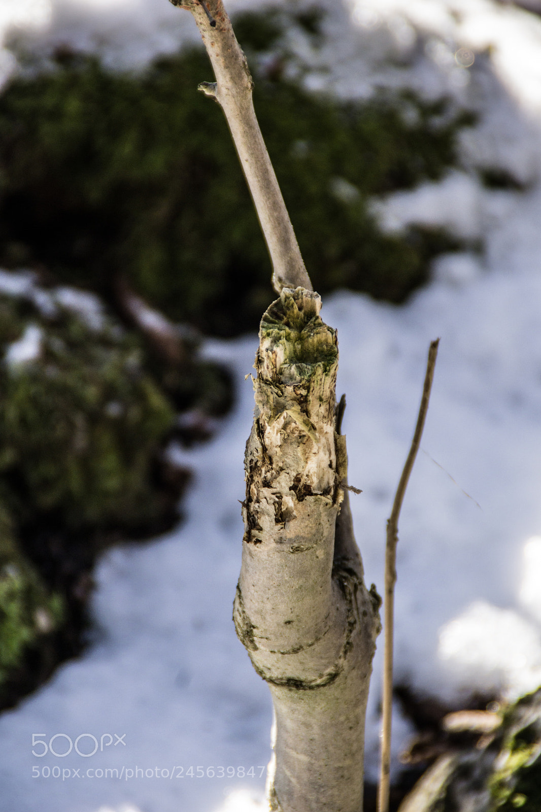 Sony a5100 sample photo. Walking on castione pt5 photography