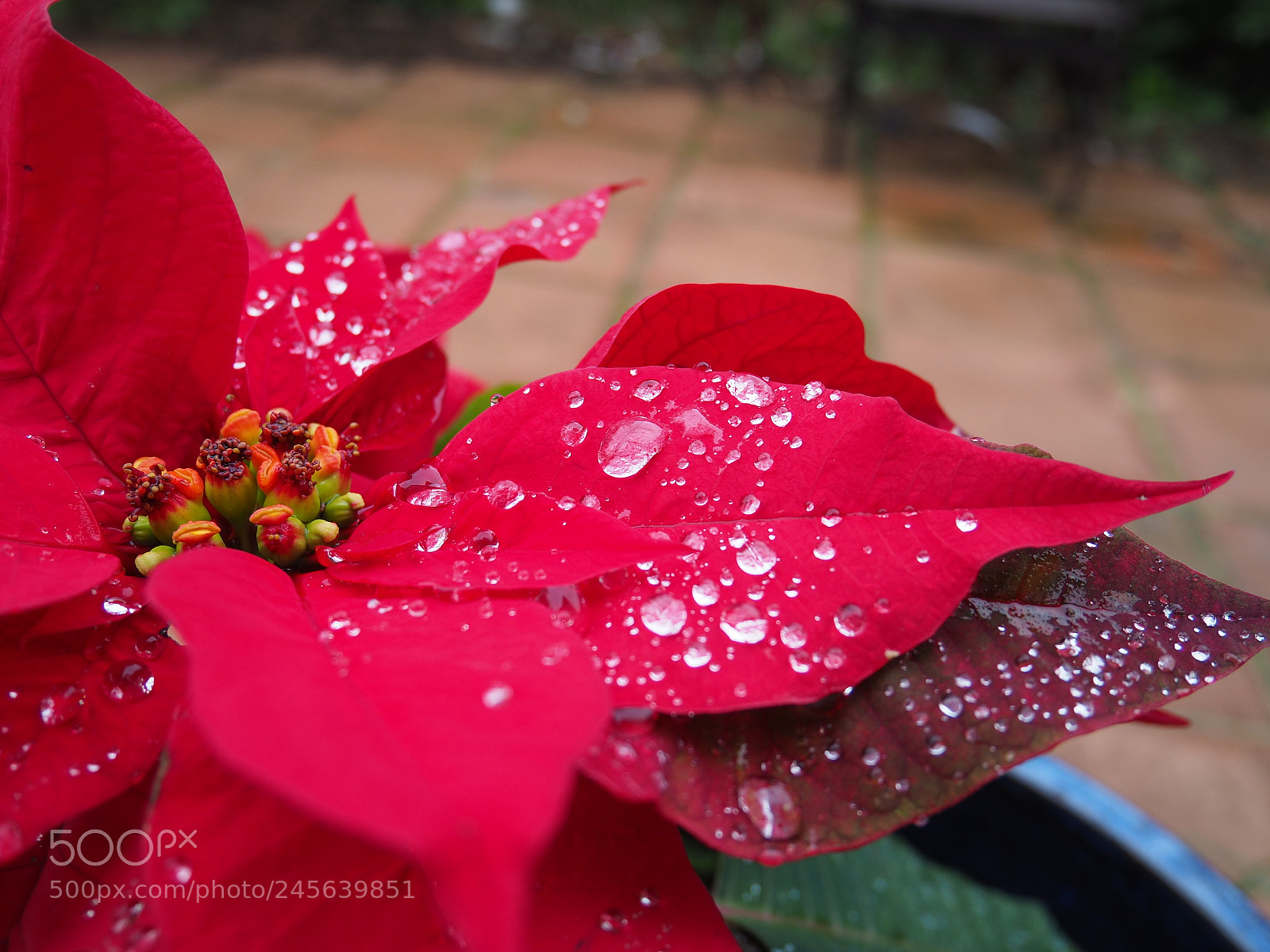 Olympus OM-D E-M10 II sample photo. Rociada sobre pascuero photography
