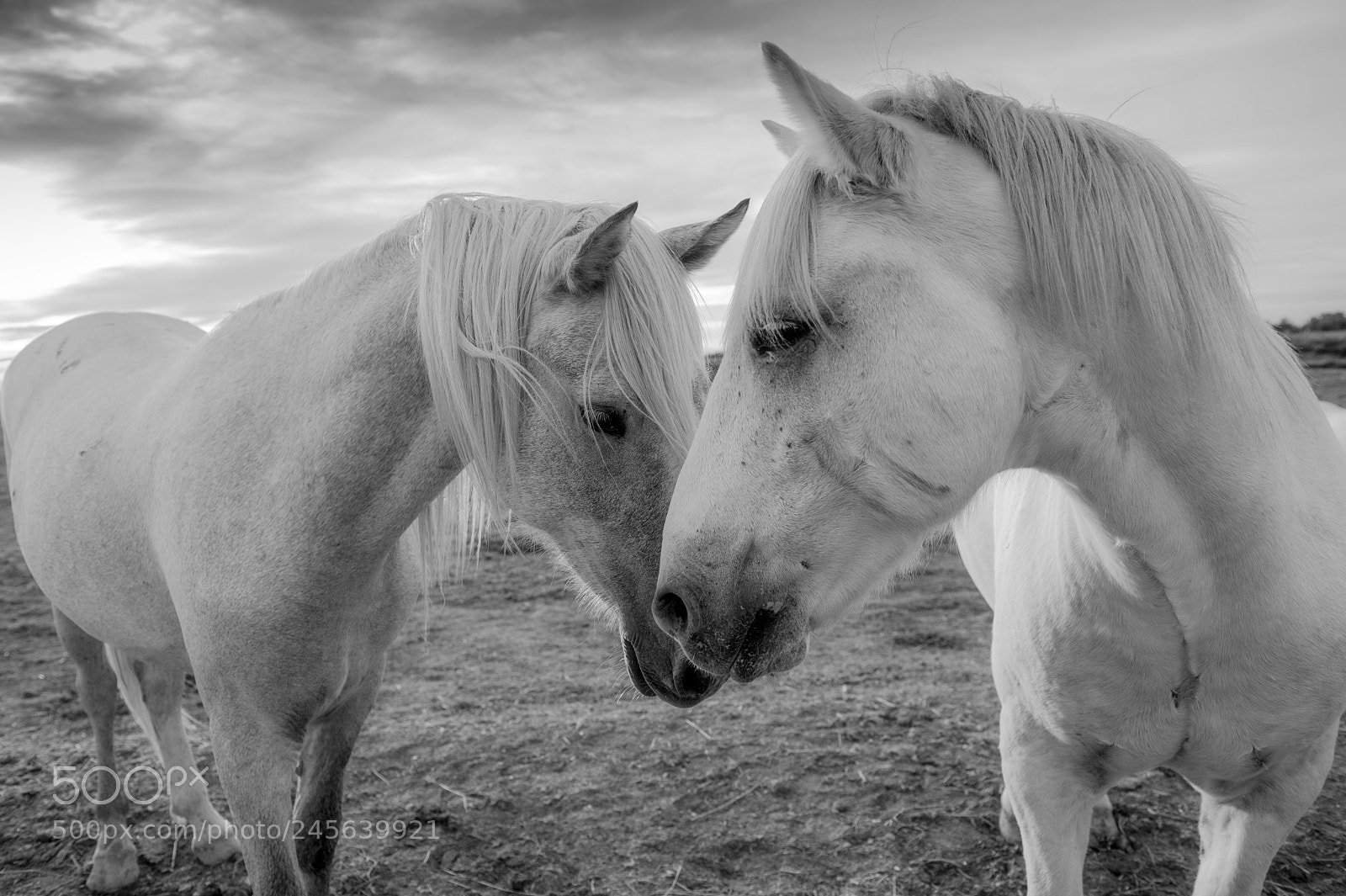 Nikon D700 sample photo. Camargue photography