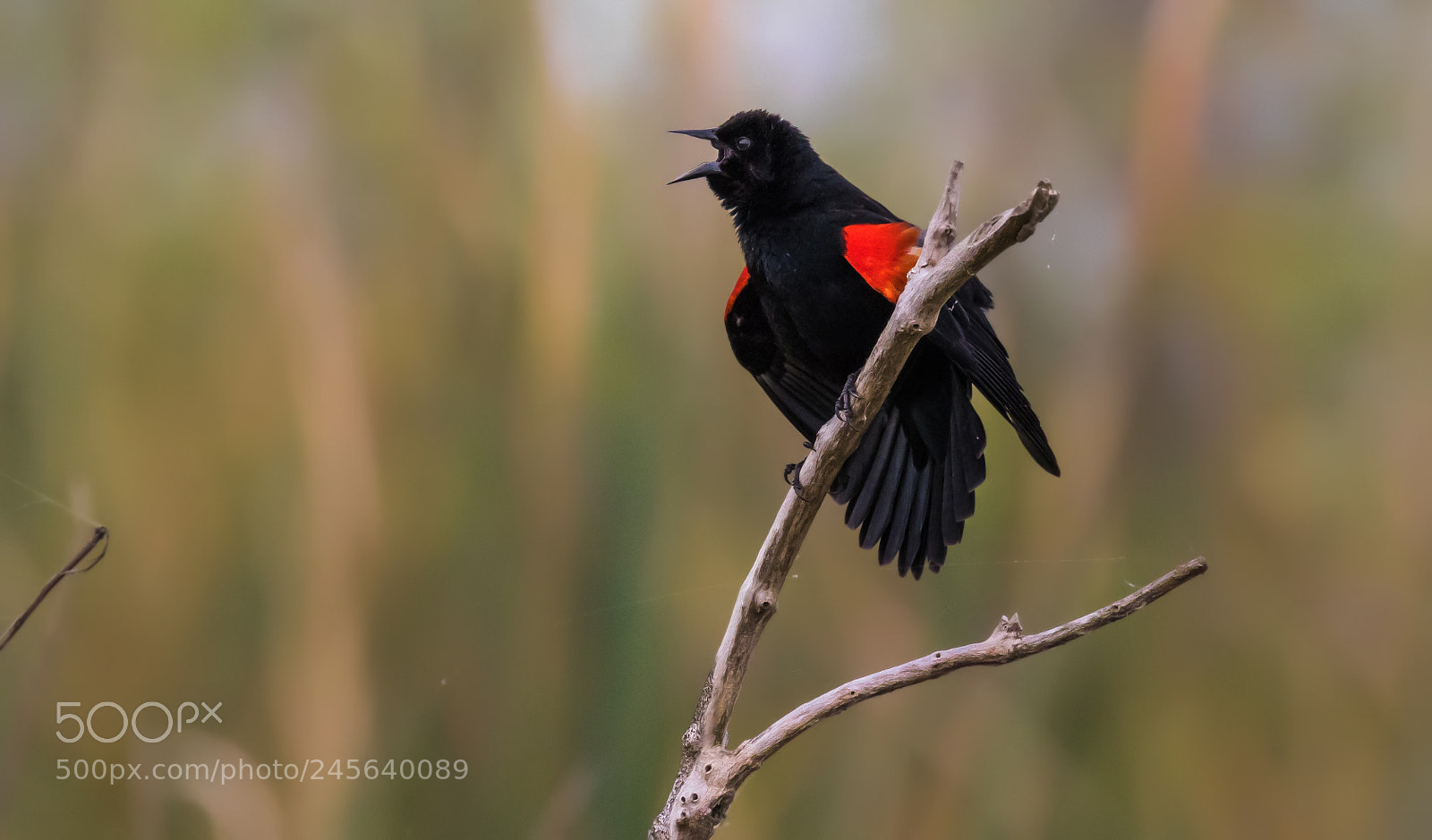 Canon EOS 7D Mark II sample photo. The spring song 2018 photography
