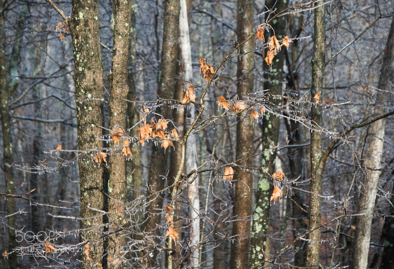 Canon EOS M6 sample photo. Ice in sun photography