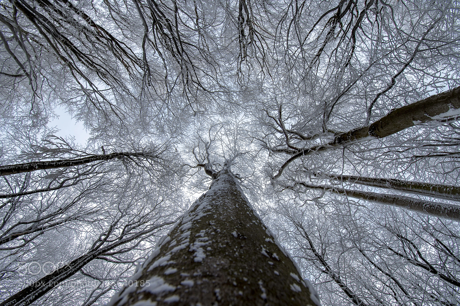 Nikon D7200 sample photo. Winter ii photography