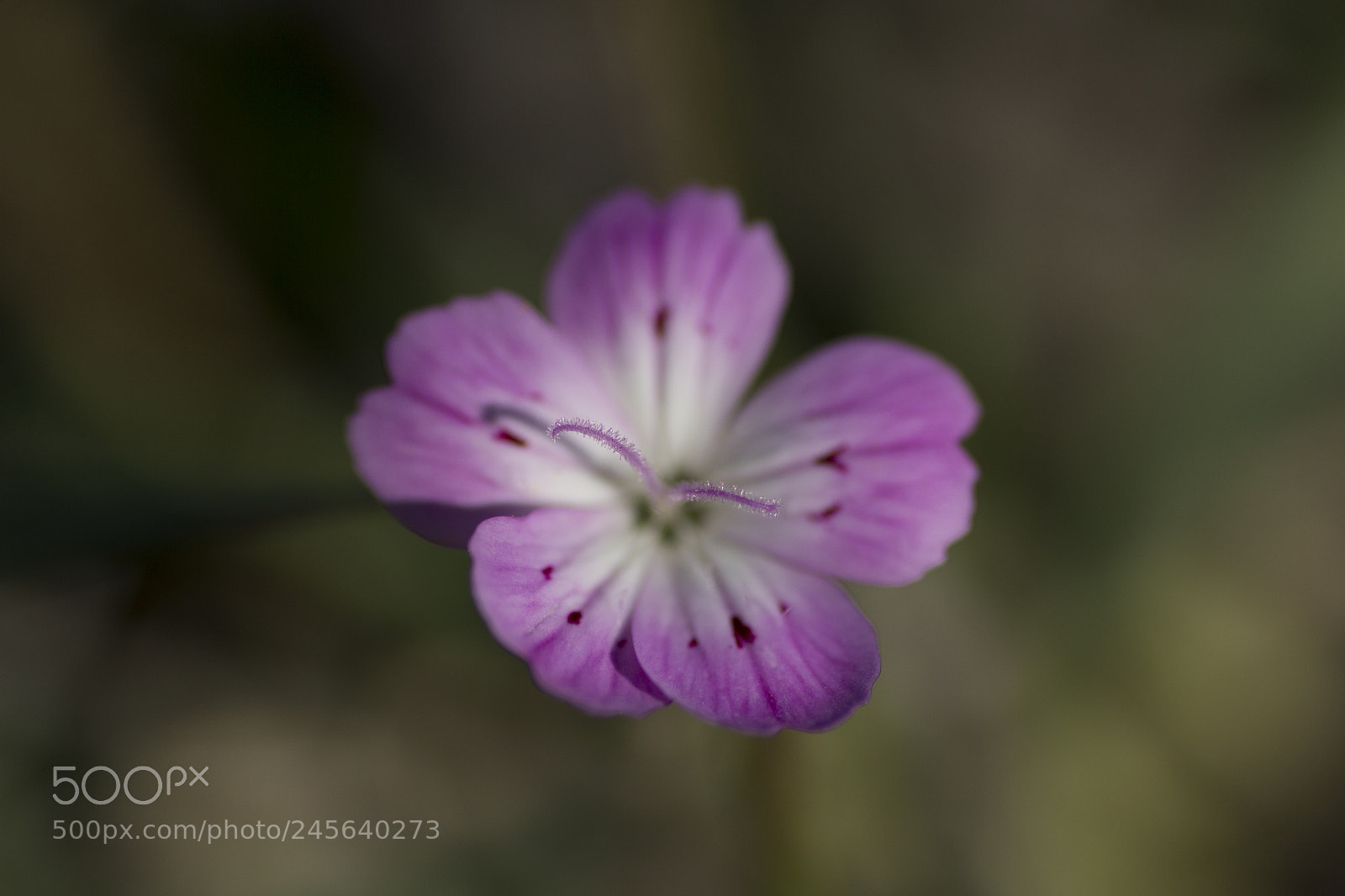 Canon EOS 600D (Rebel EOS T3i / EOS Kiss X5) sample photo. Purple photography