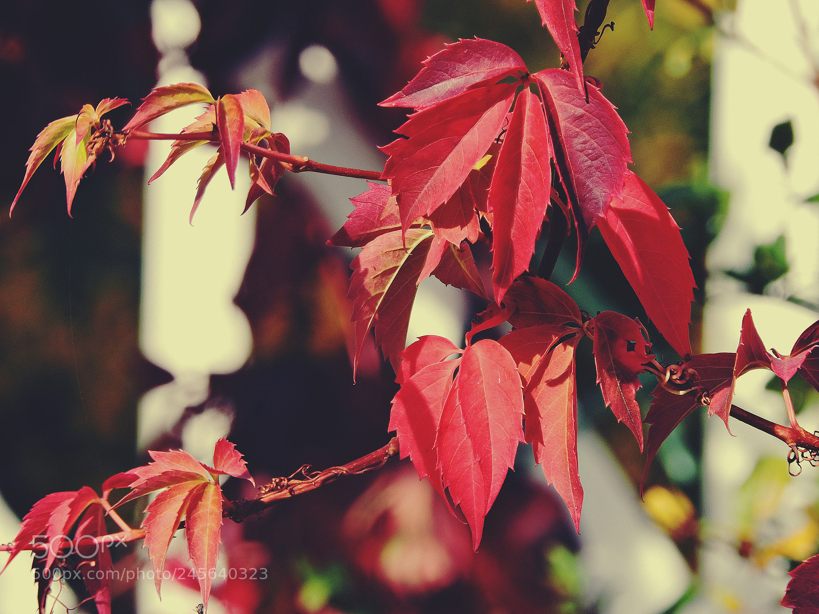 Nikon Coolpix P530 sample photo. Red leaves photography