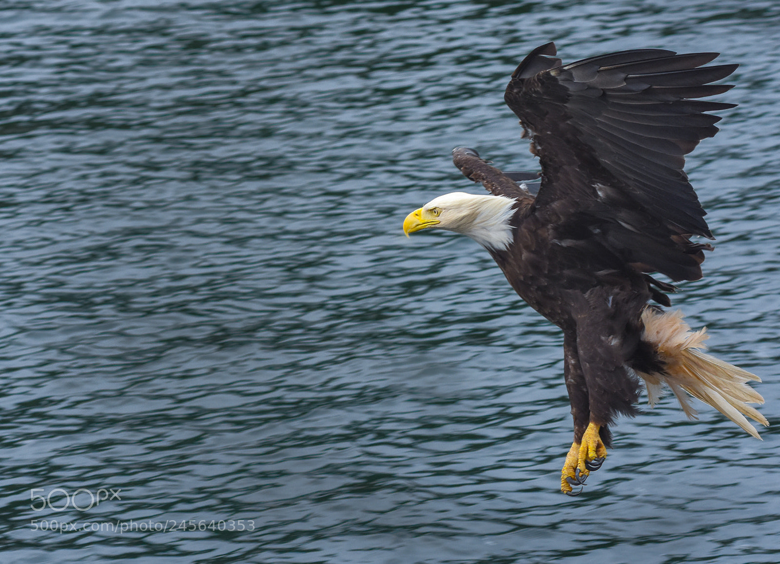 Nikon D7200 sample photo. Eaglestanding photography