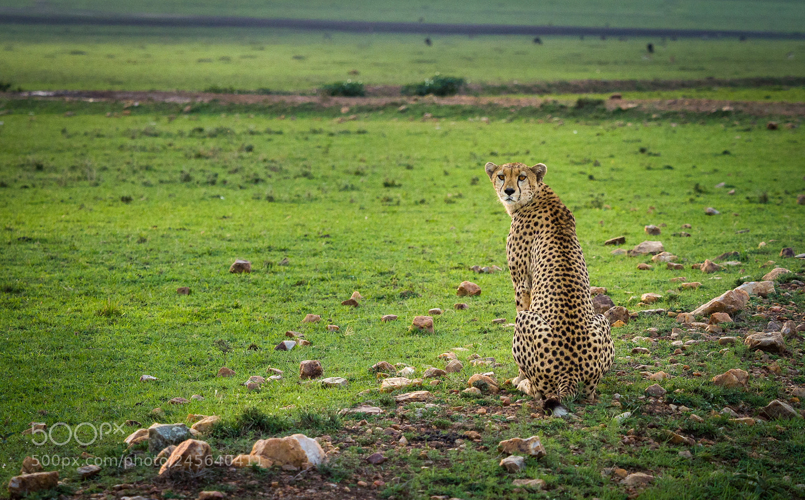 Olympus OM-D E-M1 Mark II sample photo. Gepard photography