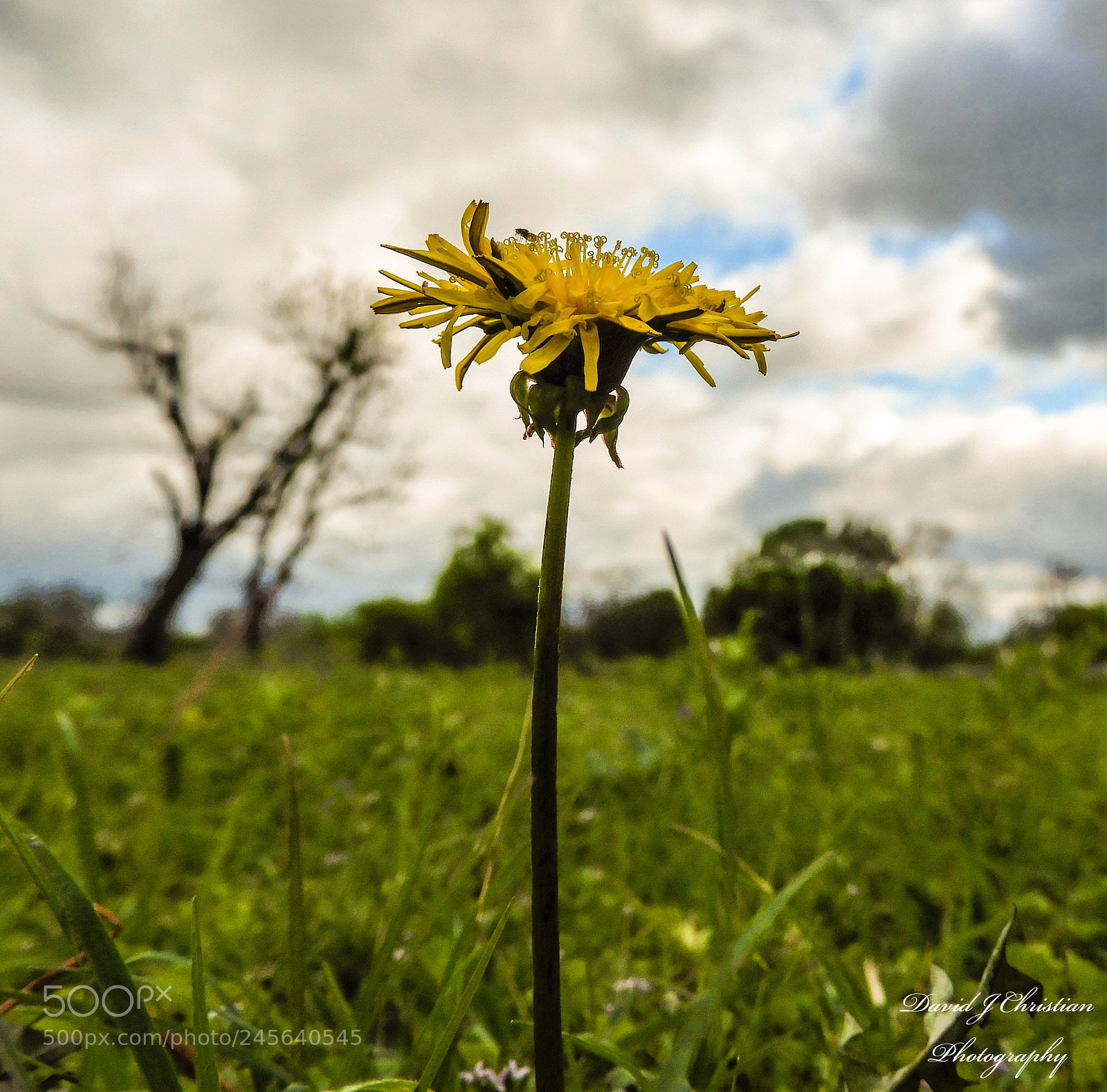 Nikon Coolpix B700 sample photo. Milk weed from ground photography
