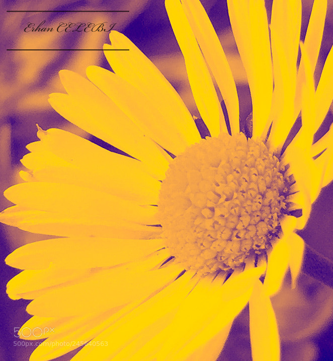 Apple iPhone 6 Plus sample photo. Flower photography