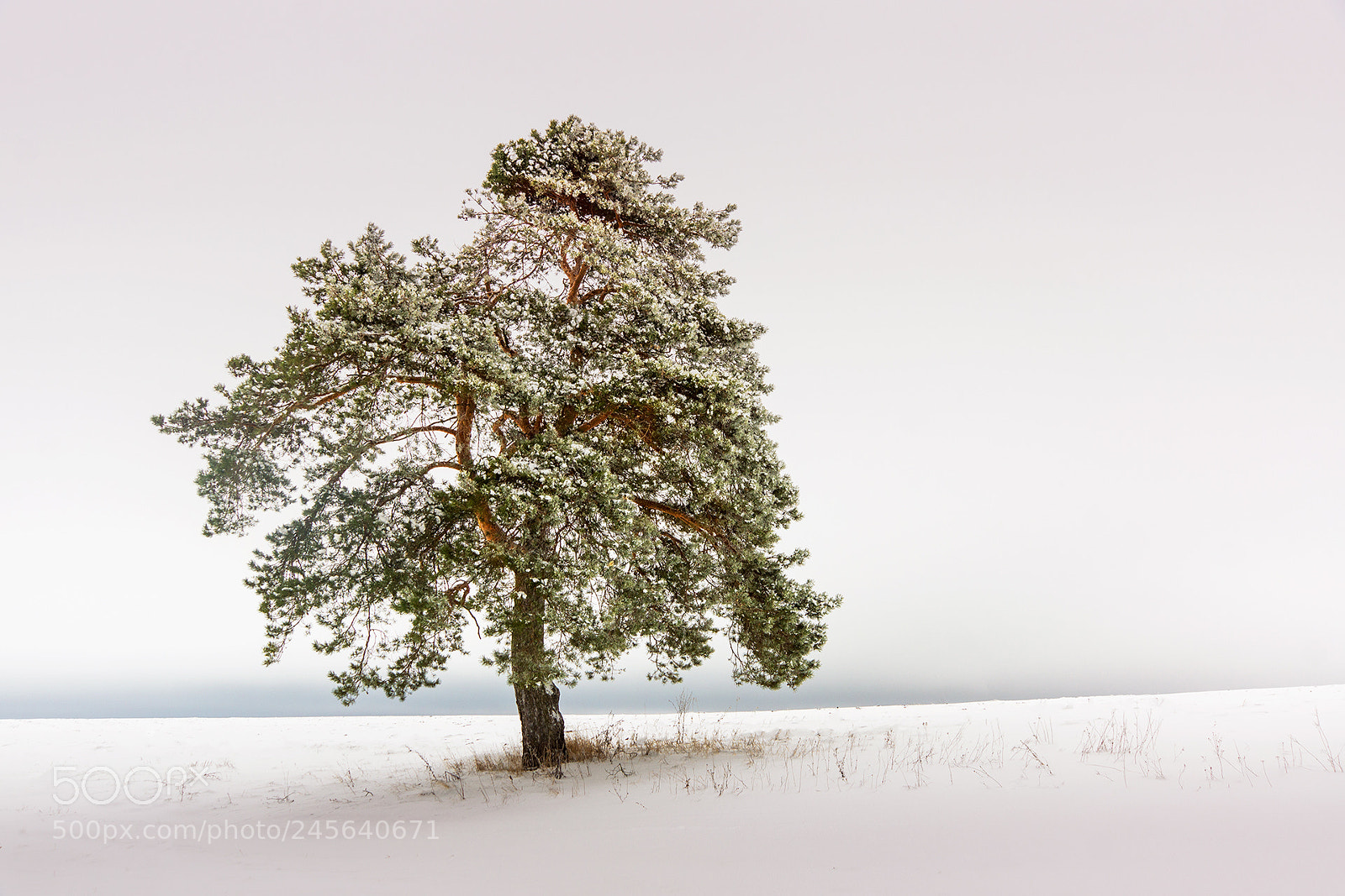 Sony SLT-A77 sample photo. Tree in snow photography