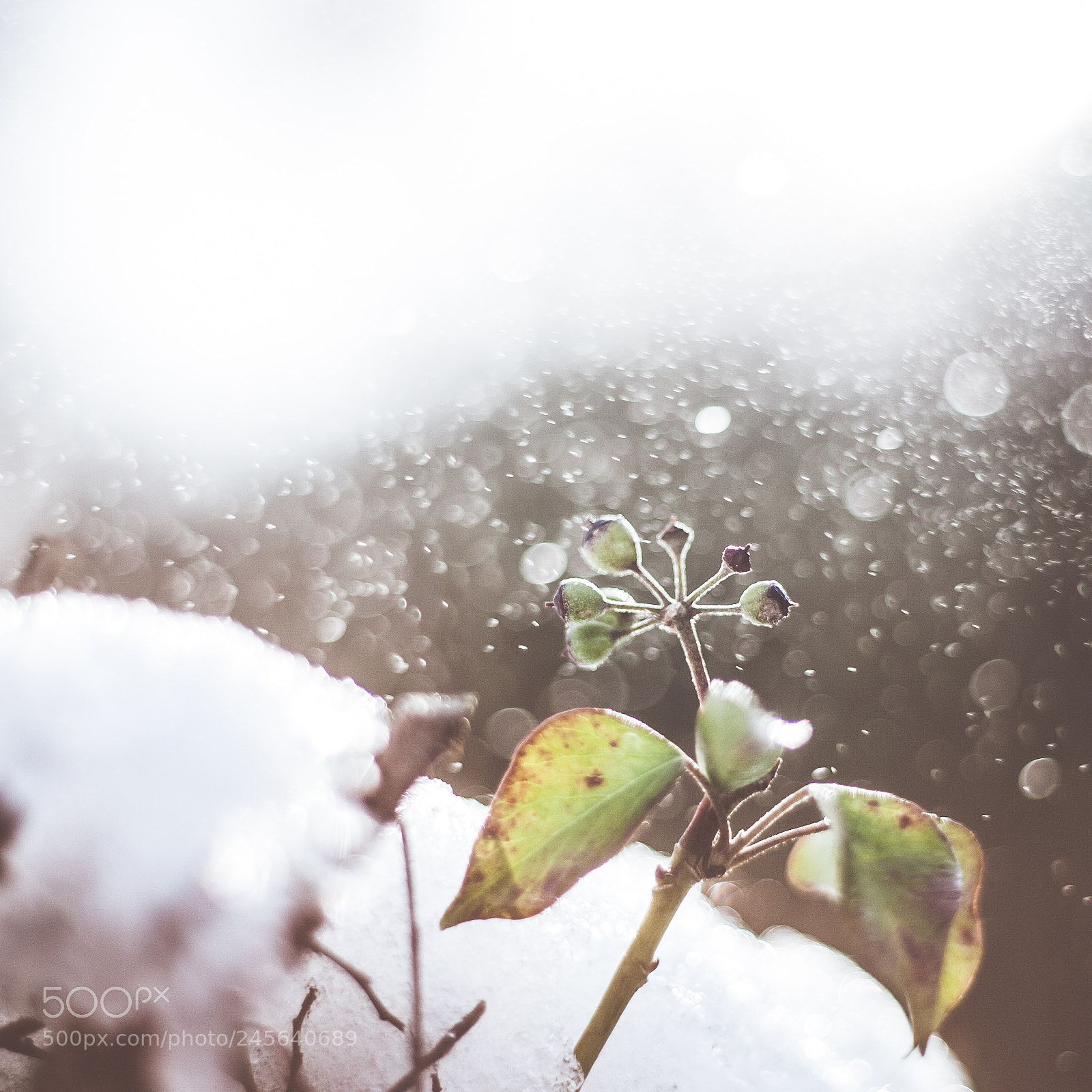 Canon EOS 5D sample photo. Under the snow photography