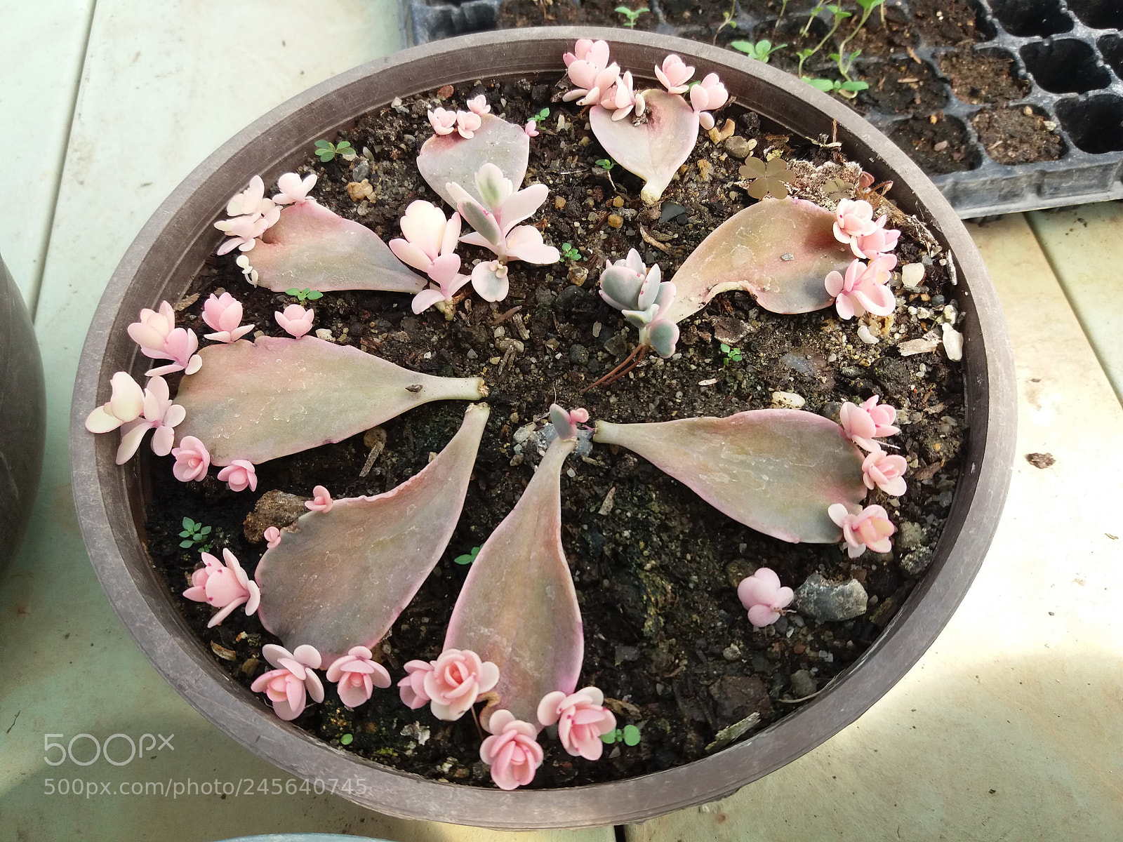 Samsung Galaxy J5(2016) sample photo. Pink photography