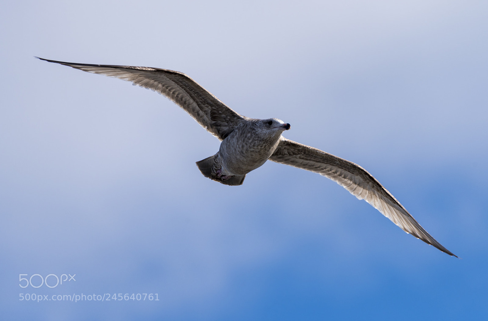 Nikon D810 sample photo. Flying gull photography