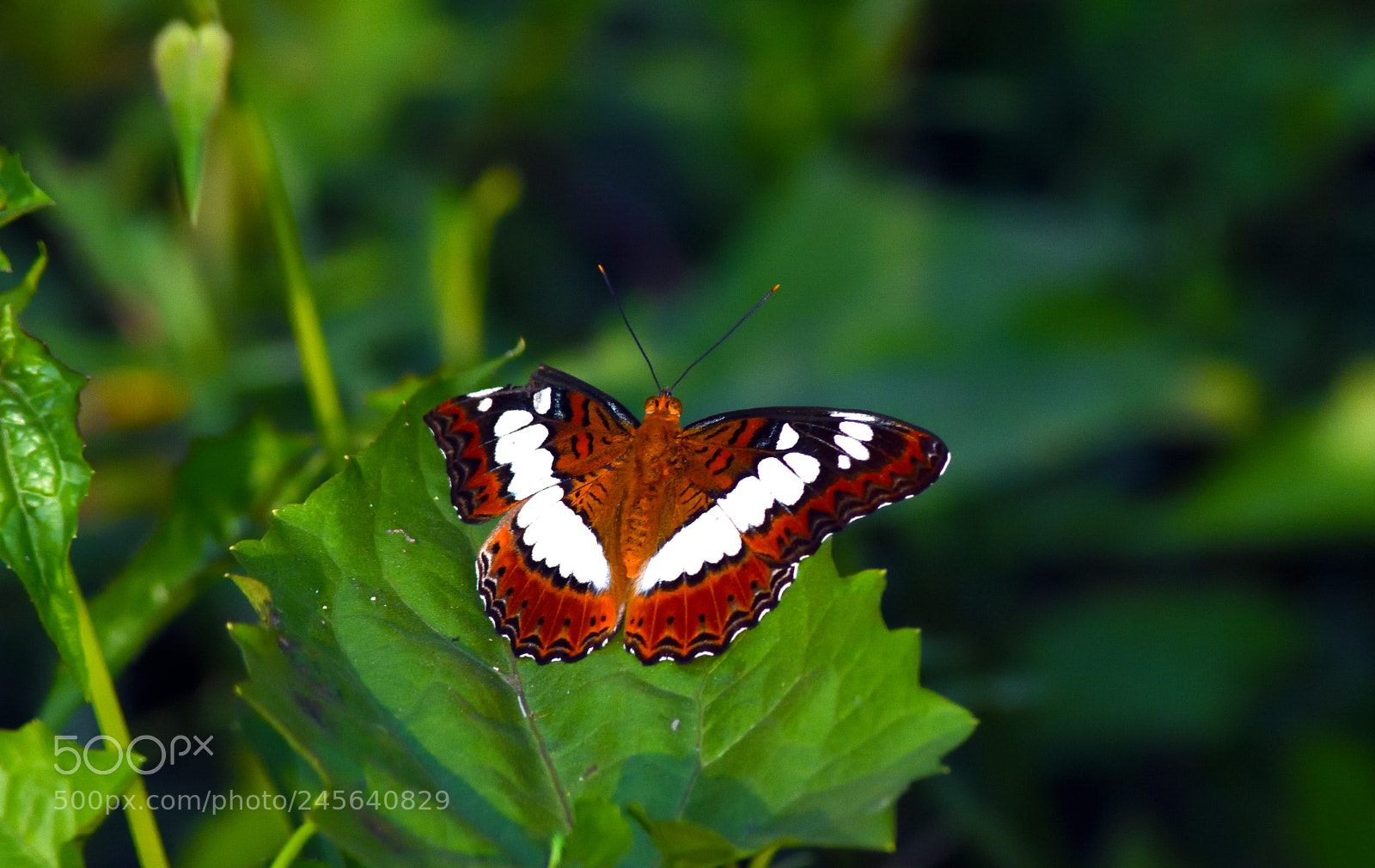 Nikon D7200 sample photo. Moduza procris photography