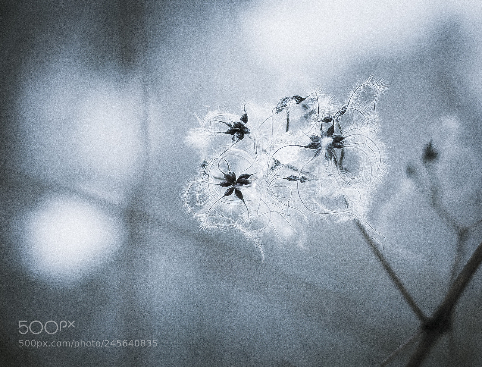 Canon EOS 5D sample photo. Untitled photography