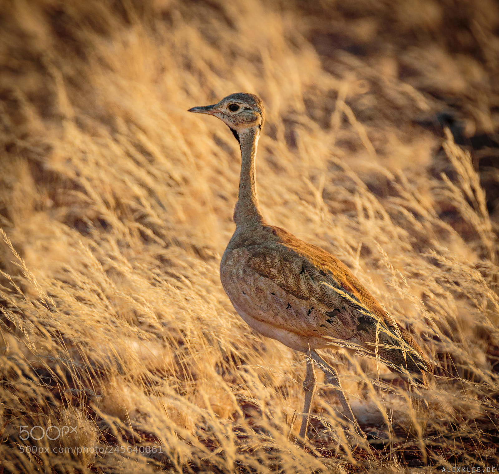 Canon EOS 7D Mark II sample photo. The karoo korhaan photography