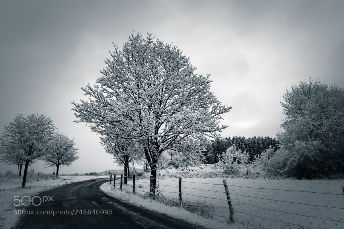 Nikon D5500 sample photo. Winter photography