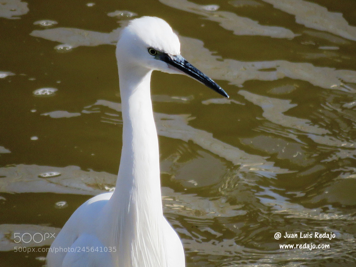 Canon PowerShot SX60 HS sample photo. Egretta garzeta photography