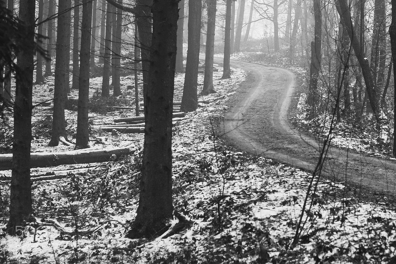 Nikon D500 sample photo. Heutige stimmung im wald photography