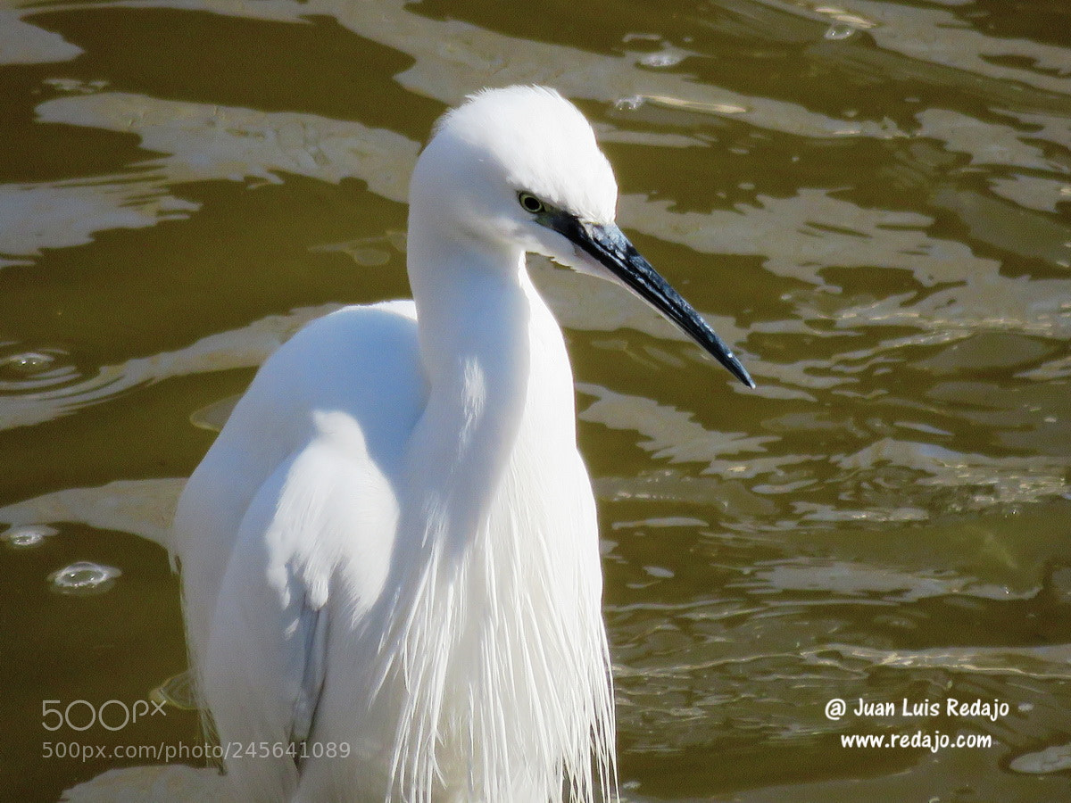 Canon PowerShot SX60 HS sample photo. Egretta garzeta photography