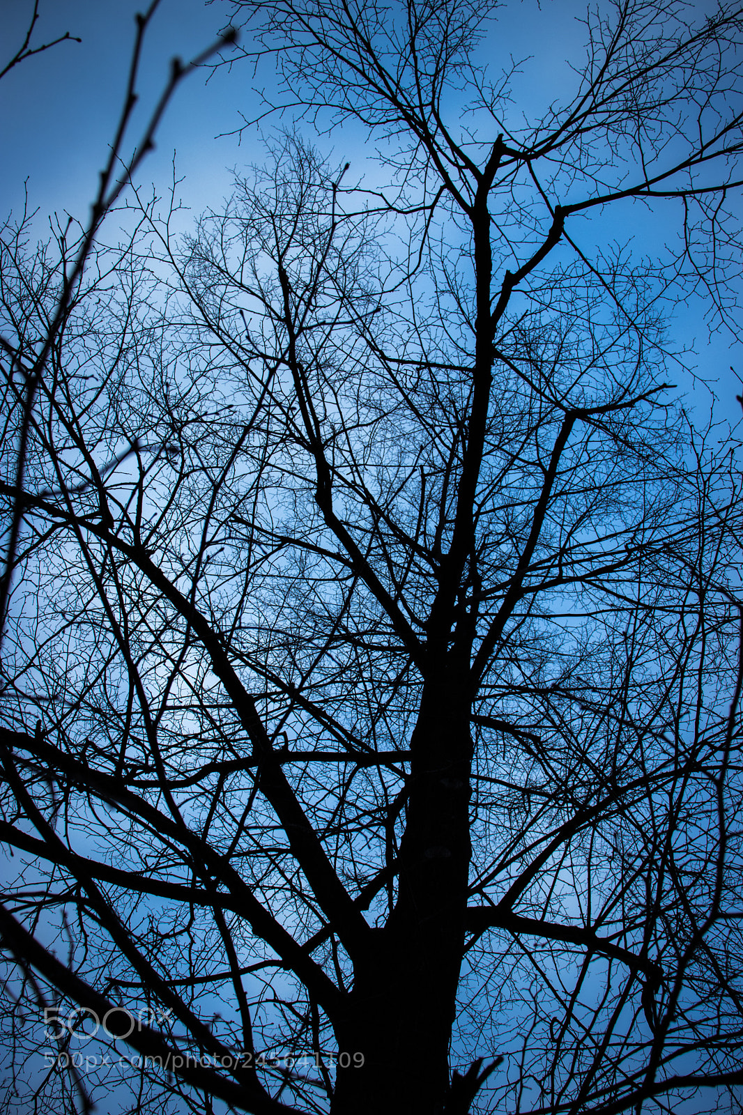 Canon EOS 200D (EOS Rebel SL2 / EOS Kiss X9) sample photo. Infinite branches photography