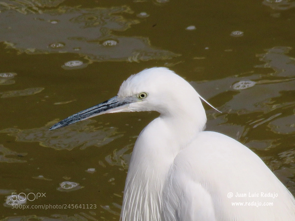 Canon PowerShot SX60 HS sample photo. Egretta garzeta photography