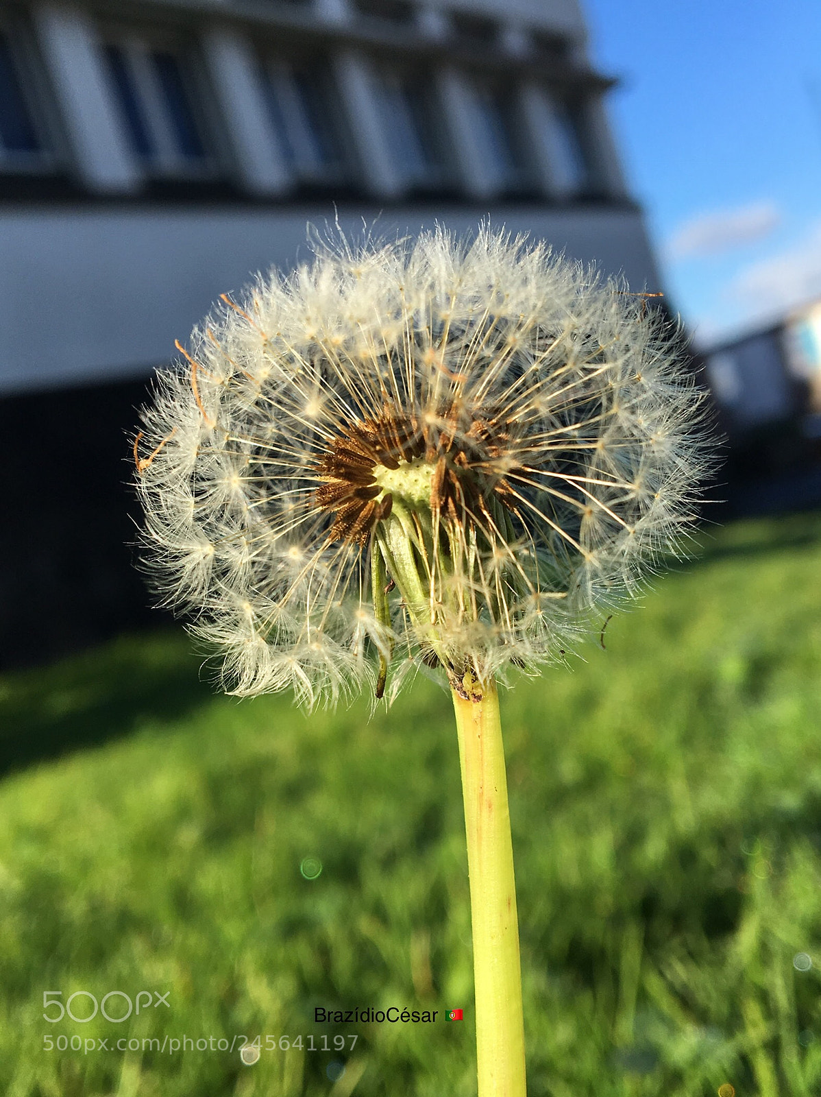 Apple iPhone 6s sample photo. Untitled photography