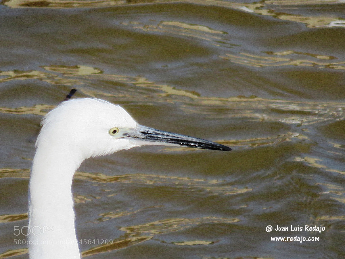 Canon PowerShot SX60 HS sample photo. Egretta garzeta photography