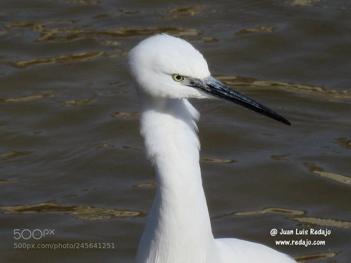 Canon PowerShot SX60 HS sample photo. Egretta garzeta photography