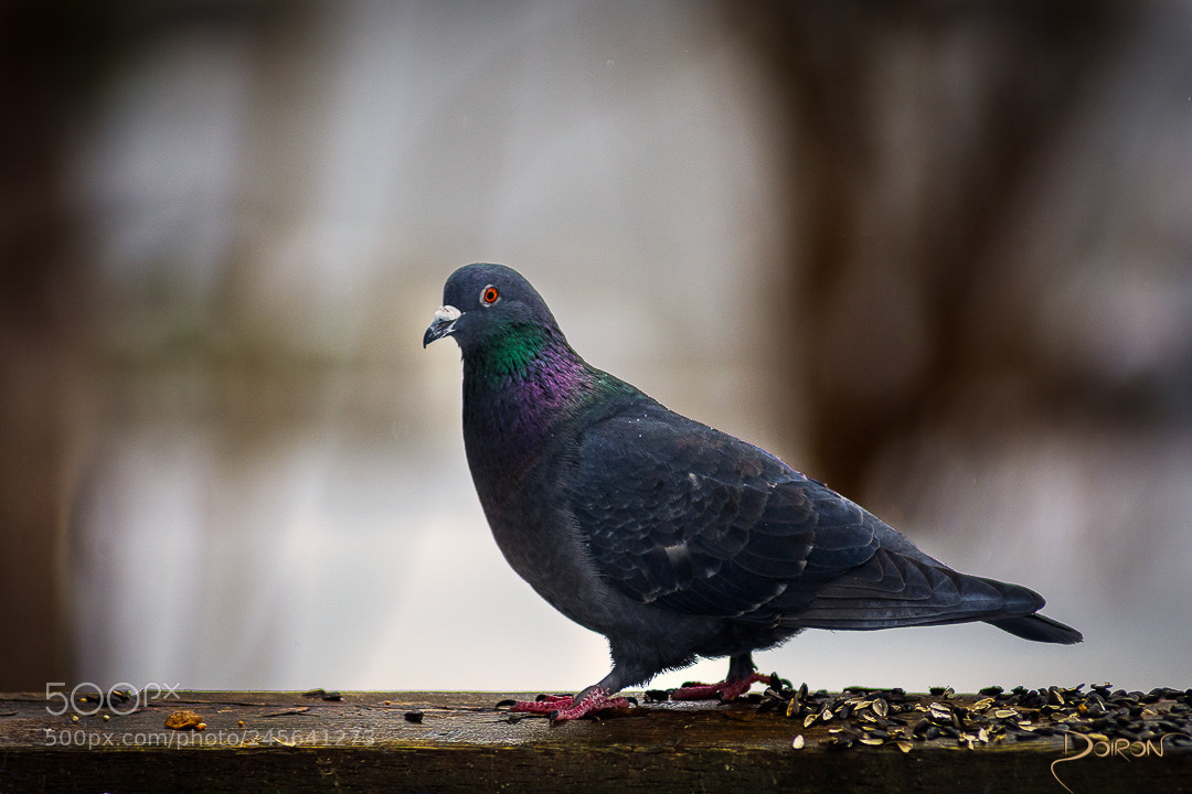 Nikon D7200 sample photo. Posing for the shot! photography
