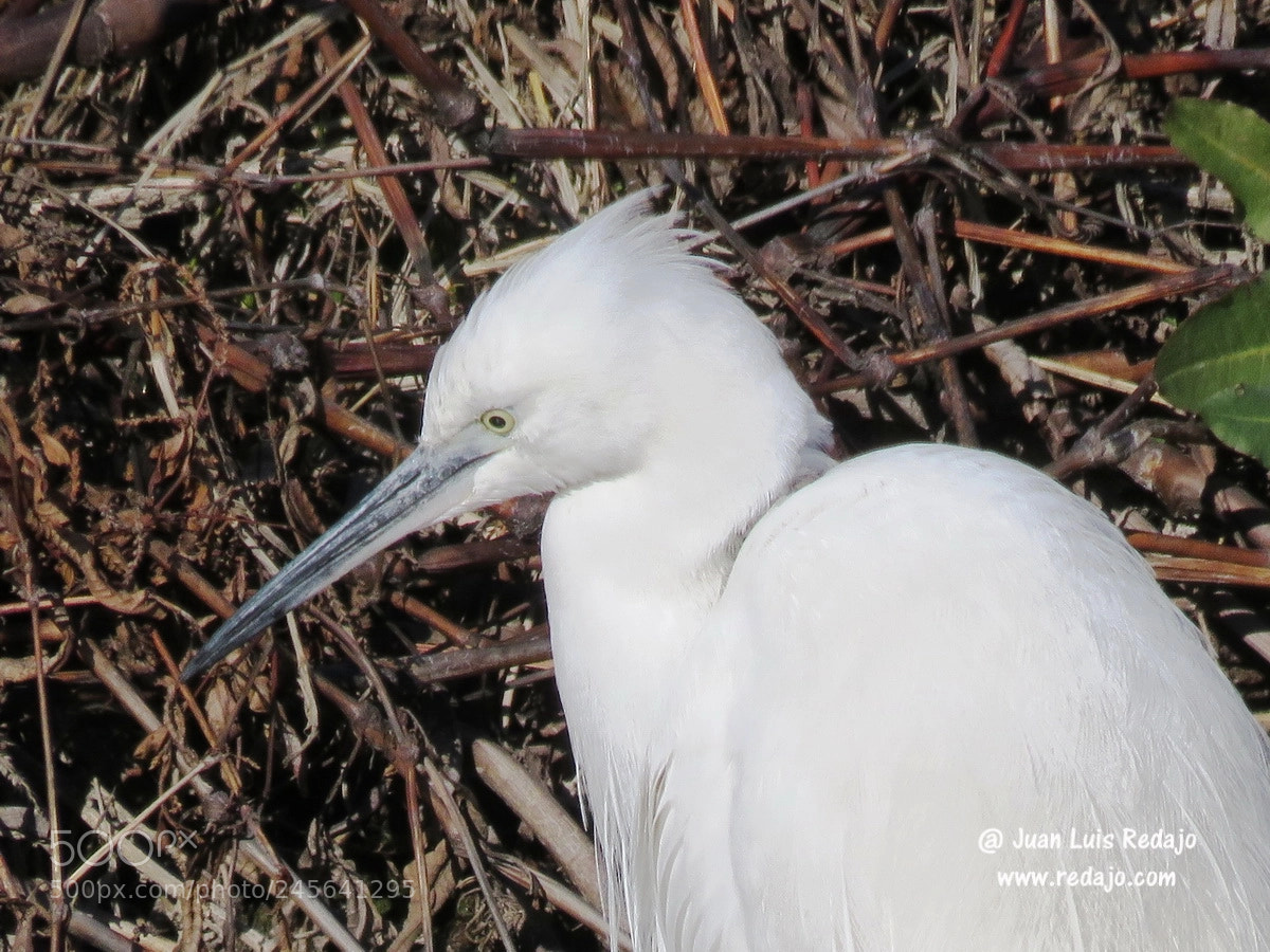 Canon PowerShot SX60 HS sample photo. Egretta garzeta photography