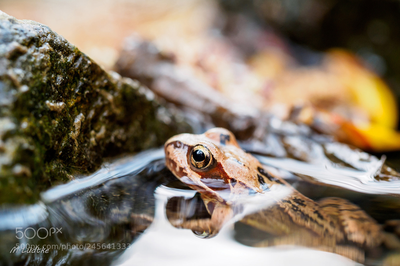 Olympus PEN E-PL7 sample photo. Grasfrosch photography