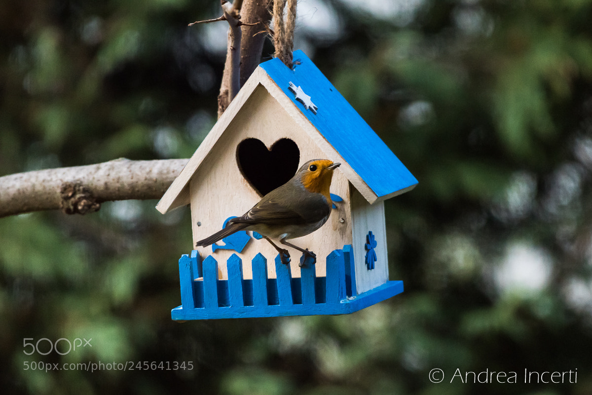 Nikon D810 sample photo. Robin photography